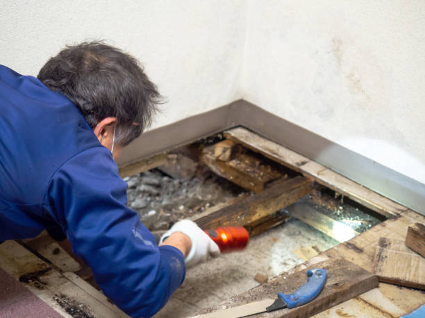 Best Certified Mold Removal  in Alameda, CA