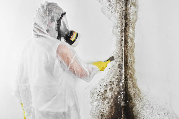 Home Mold Removal in Alameda, CA