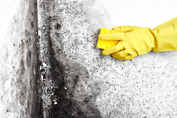 Mold Testing and Removal in Alameda, CA