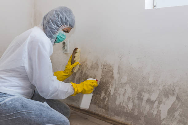 Best Mold Remediation Services  in Alameda, CA