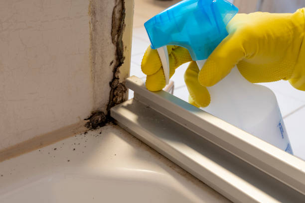 Best Attic Mold Removal  in Alameda, CA