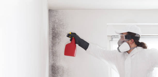 Best Residential Mold Removal  in Alameda, CA