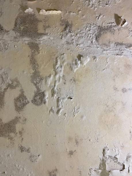 Best Local Mold Removal Service  in Alameda, CA