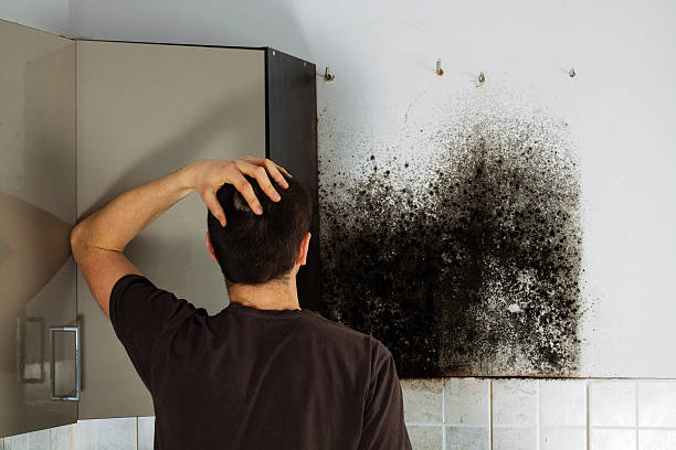 Best Black Mold Removal  in Alameda, CA
