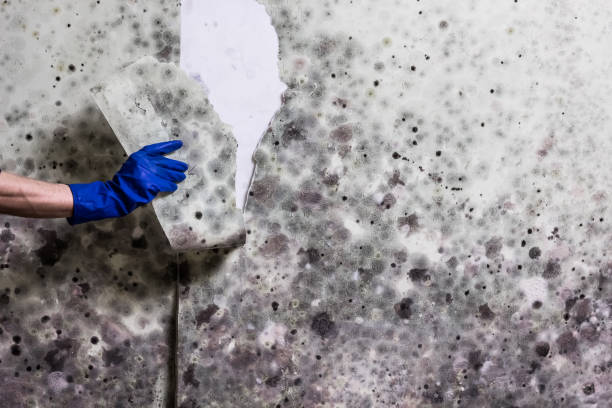 Best Commercial Mold Removal  in Alameda, CA