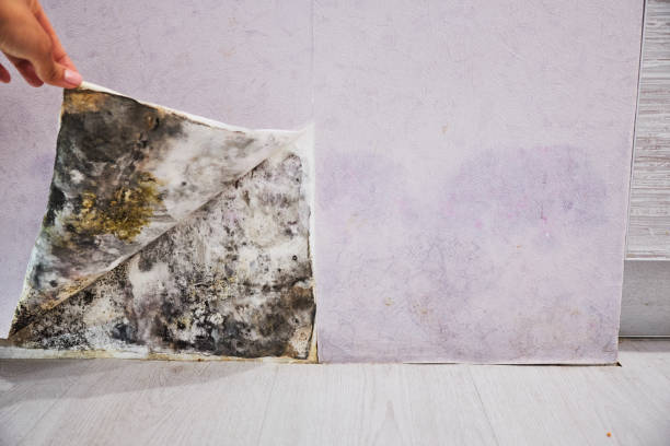 Best Residential Mold Removal  in Alameda, CA